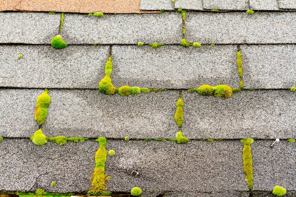 Moss on a Residential Roof
